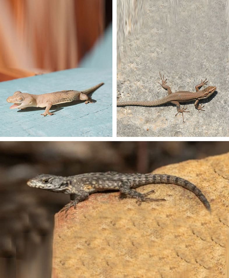 Identifying lizard entry points and resting zones in a home